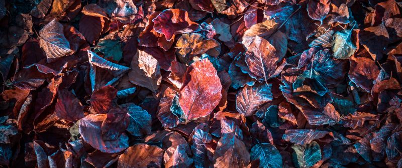 Autumn leaves, Purple, Snow, Frost, Winter, Daytime, Fallen Leaves, Foliage, 5K
