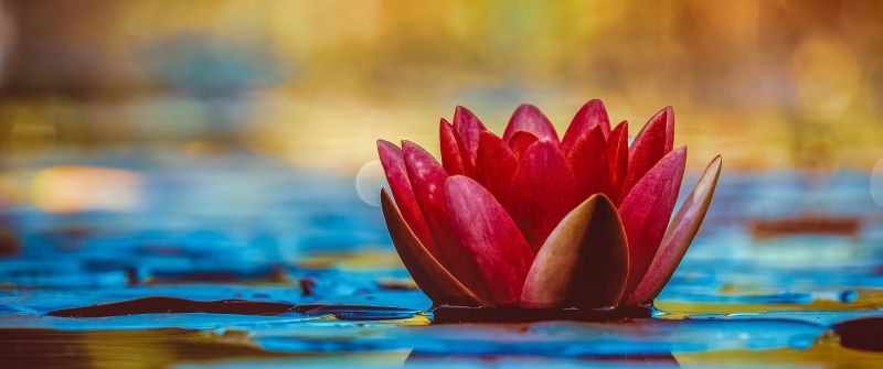 Water Lily, Red flower, Reflection, Aquatic Plant, 5K