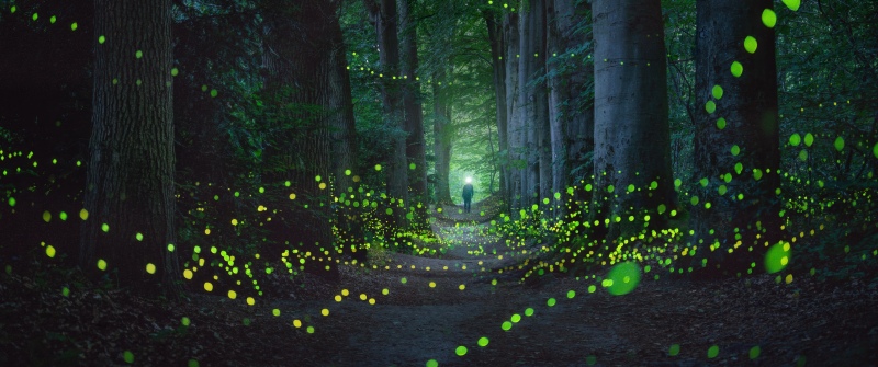 Mystical Forest, Fireflies, Night photography, Glowing, Light, Netherlands