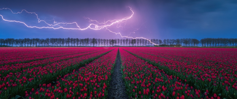 Red Tulips, Lightning Strike, Thunderstorm, Tulip Field, Night, Countryside, Aesthetic
