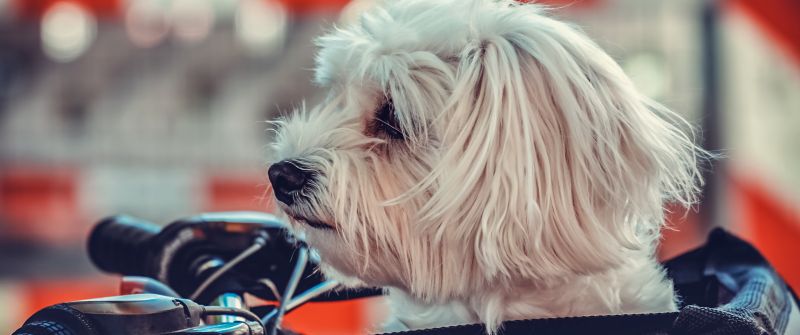 Maltese Dog, White, Motorcycle, Pet dog, Puppy, Cute dog, 5K