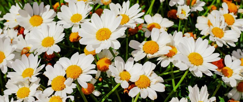 Daisies, White flowers, Bloom, Spring, Garden, Floral, Beautiful, 5K