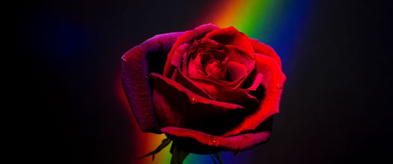 Red Rose, Black background, Rainbow, Closeup, Blossom, Colorful, 5K