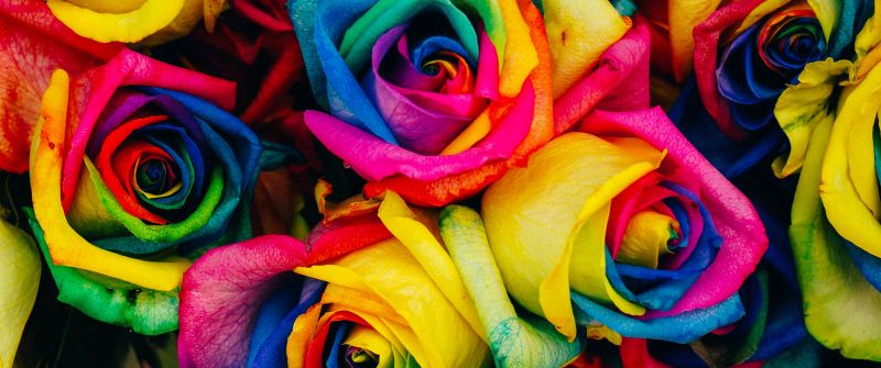 Multicolor Roses, Colorful, Floral, Rose flower, Closeup, Blossom, Rainbow colors, 5K