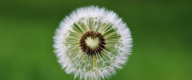 Dandelion flower, Heart, White, Green background, Aesthetic, Closeup, Beautiful, 5K