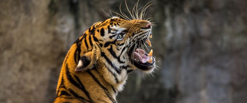 Bengal Tiger, Roaring, Big cat, Wild animal, Predator, Closeup, 5K