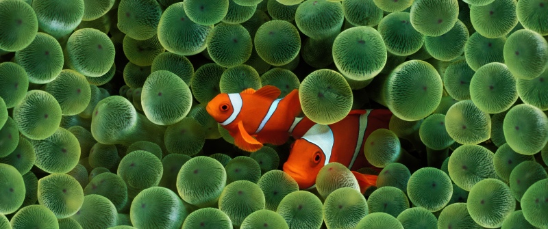 OS X Leopard, Clownfish, Mac OS X, Stock, 5K
