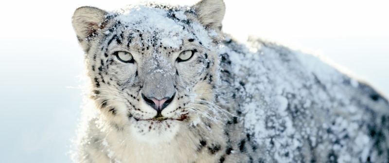 OS X Snow Leopard, Stock, Mac OS X, 5K, Snow leopard