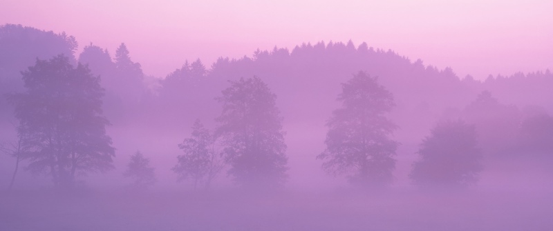 OS X Lion, Pink aesthetic, Foggy forest, Mac OS X, Stock, 5K