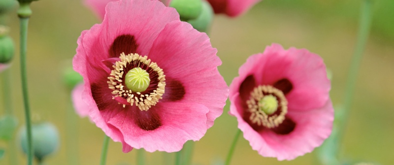 OS X Lion, Poppies, Mac OS X, Stock, 5K, Poppy flowers