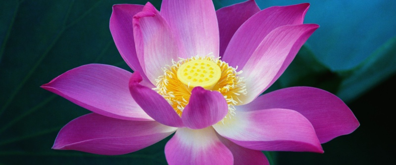 OS X Lion, Lotus flower, Pink flowers, Water Lily, Mac OS X, Stock, 5K