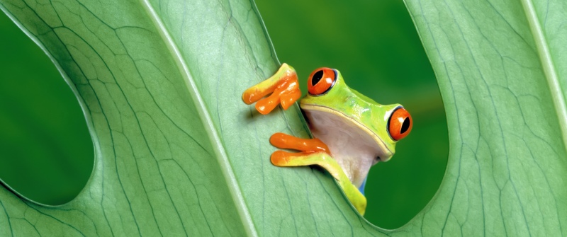 OS X Mountain Lion, Frog, Green leaf, Mac OS X, Stock, 5K