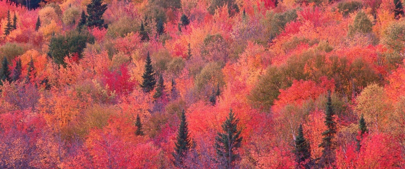OS X Mountain Lion, Autumn Forest, Trees, Foliage, Mac OS X, Stock, 5K, Aerial view