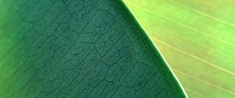 OS X Mountain Lion, Green leaf, Plant Leaves, Macro, Mac OS X, Stock, 5K