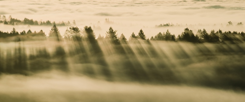OS X Mavericks, Foggy forest, 5K, Sunrise, Trees, Sunlight, Mac OS X