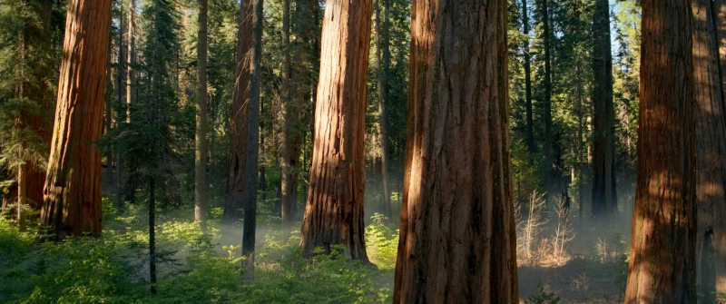 macOS Sequoia Forest