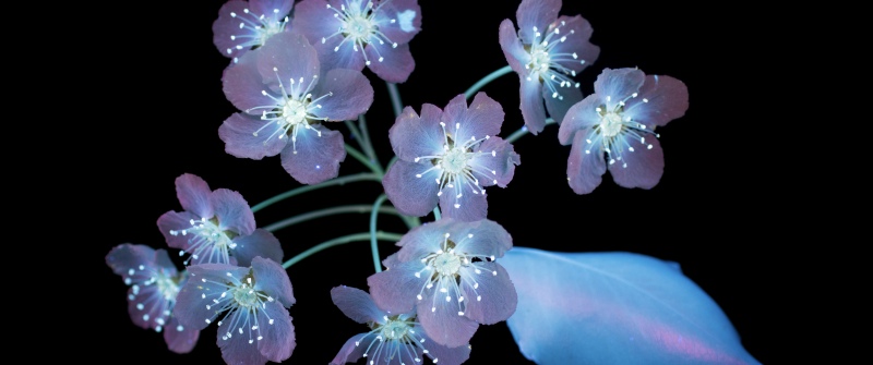 Glowing, macOS Mojave, Blossom, Plant, Black background, 5K