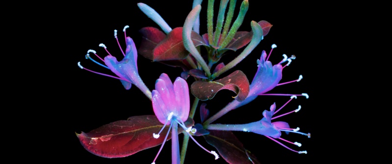 macOS Mojave, Honeysuckle, Floral designs, Black background, 5K, AMOLED, Glowing