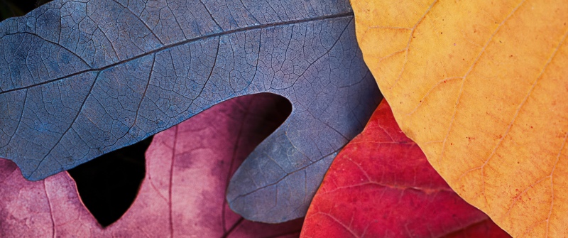Fall, Autumn leaves, Fall Foliage, 5K, Colorful, Vibrant