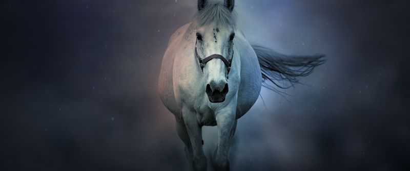 White horse, Running Horse, Dark background, 5K, 8K