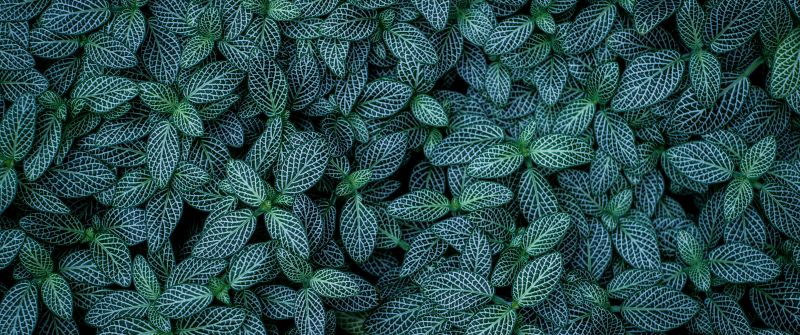Green leaves, Plants, Leaf Background, Pattern, Closeup, Aesthetic, 5K