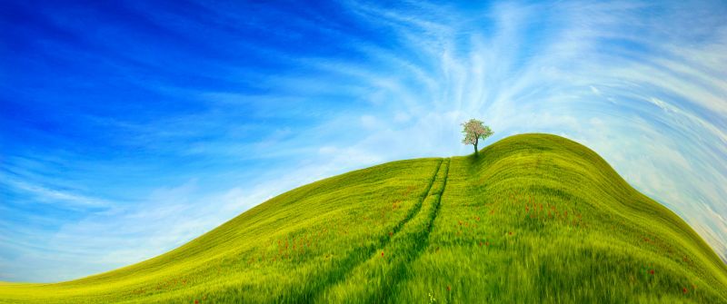 Grass Landscape, Blue Sky, Tree, Clear sky, Beautiful, Scenery, Daytime, 5K, 8K