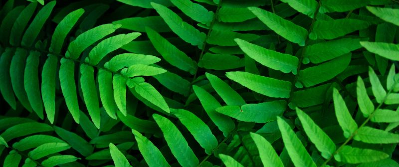 Green leaves, Ferns, Leaf Background, Spring, Closeup, 5K