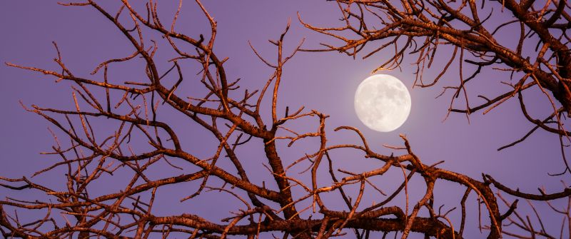 Twilight Moon, Night, Tree Branches, Sky view, Aesthetic, 5K