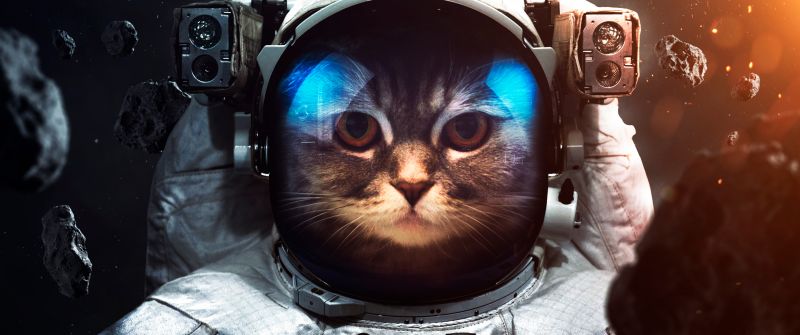 Space suit, Cat, Asteroids, Astronaut, Stars