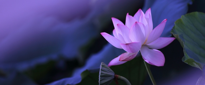 Lotus flower, Purple aesthetic, Water Lily, 5K, Pond