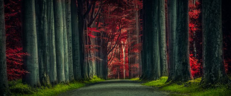 Forest Road, Trees, Woods, Sunset, Autumn Forest, Dawn, Pathway, Scenic, 5K