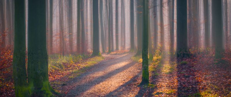 Autumn Forest, Fallen Leaves, Fog, Sun light, Shadow, Trees, Woods, 5K