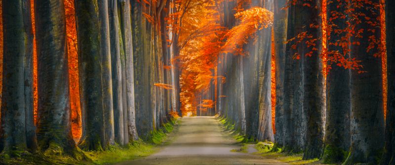 Forest path, Trunks, Trees, Woods, Autumn leaves, Road, Sun rays, 5K