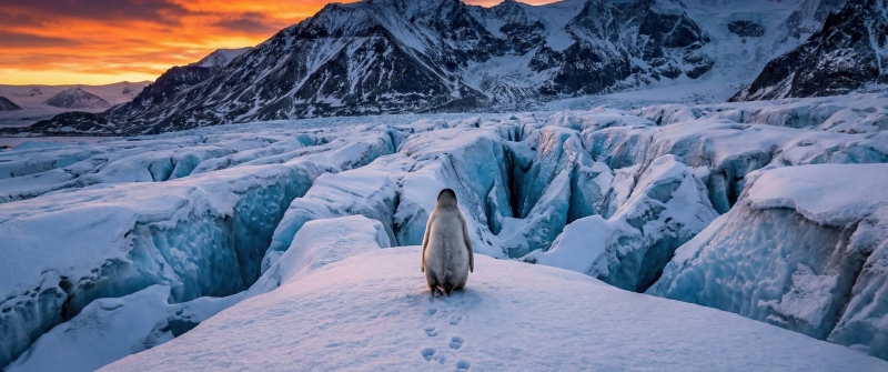 Nihilist penguin, Mountains, Walking, 5K, Glacier, Sunset, Antarctica