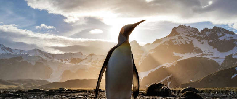 King penguin, Antarctica, Golden hour, Sunflare, Glacial, Snow covered, Mountains, 5K