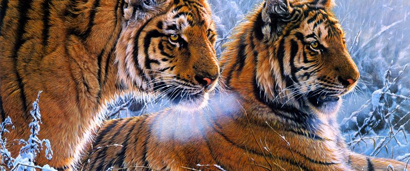 Tigers, Pair, Frozen, Winter, Snow, Big cats, Paint
