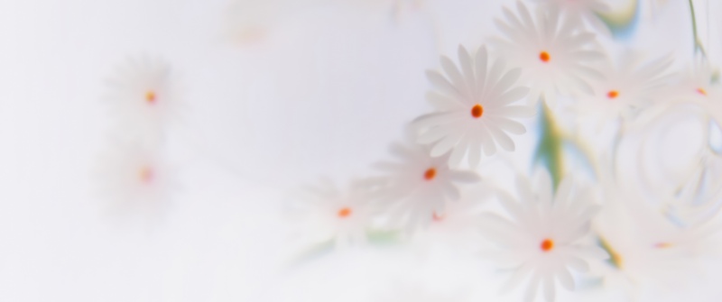 White daisy, Floral Background, White aesthetic, Daisy flowers, Soft focus, Microsoft Design