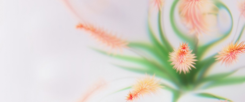 Peach, Abstract flower, White background, Fluffy, Minimalist, Soft focus, Microsoft Design