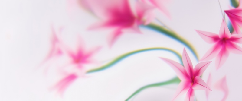 Pink flowers, Dreams, Floral designs, White background, Soft focus, Microsoft Design