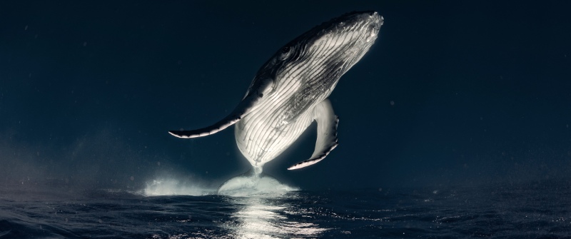 Humpback whale, Breaching, Ocean, Marine life, 5K, Surreal