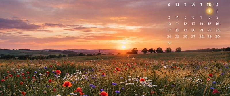 May 2026 Calendar, Poppy Field