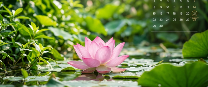 June 2026 Calendar, Pink lotus flower
