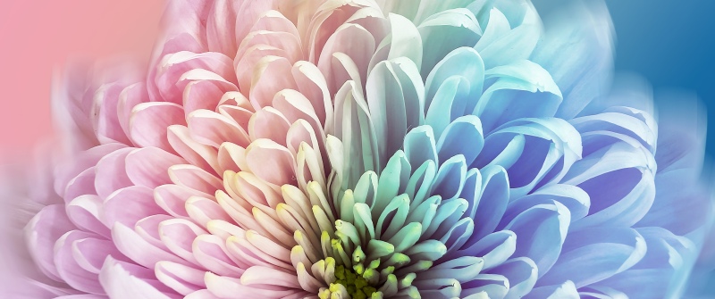 Chrysanthemum, Colorful, 5K, 8K, Pastel colors