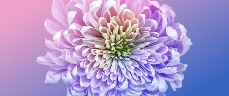 Chrysanthemum, Vibrant, 5K, 8K, Gradient background, Pastel colors