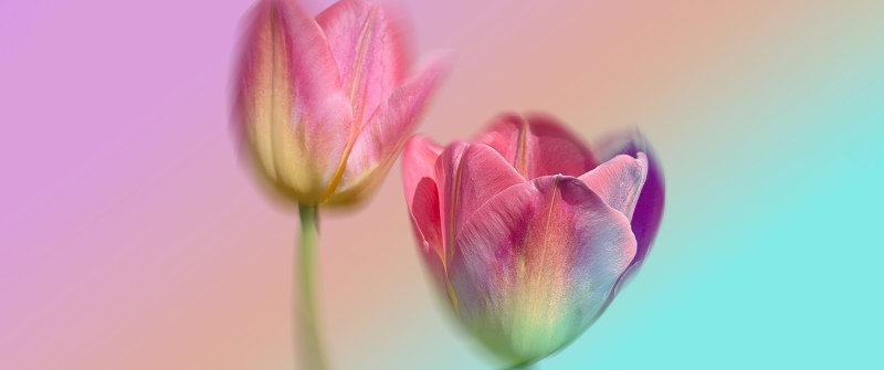 Pink Tulips, Gradient background, Pastel colors, 5K, 8K, Ethereal, Soft focus, Macro
