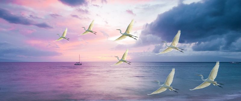 Egrets, White Birds, Beach, Sunset, Purple sky, Clouds, Ocean, Sea, Sand, Boat, Seascape