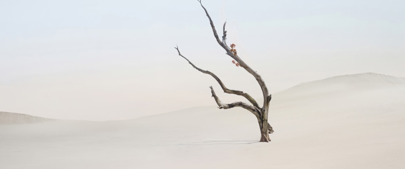Lone tree, Minimalist, Surreal, Landscape, Xiaomi HyperOS 3.1, Stock