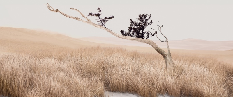 Tranquil, Landscape, Grass, Lone tree, Minimalist, Aesthetic, Serene, Xiaomi HyperOS 3.1, Stock