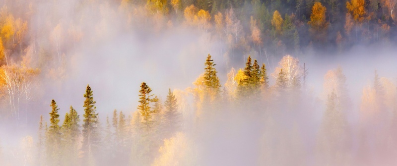 Thick forest, Misty, Autumn Forest, Landscape, Honor MagicBook Pro, Stock, 5K