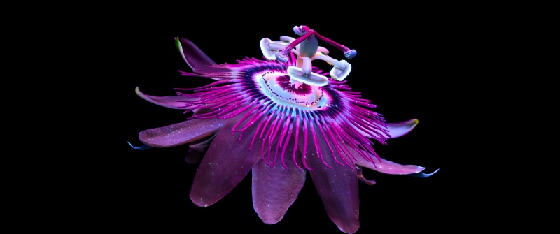 Passion Flower, Aluminium OS stock wallpaper